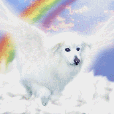 Résultat de recherche d'images pour "gif d'ange avec chien"